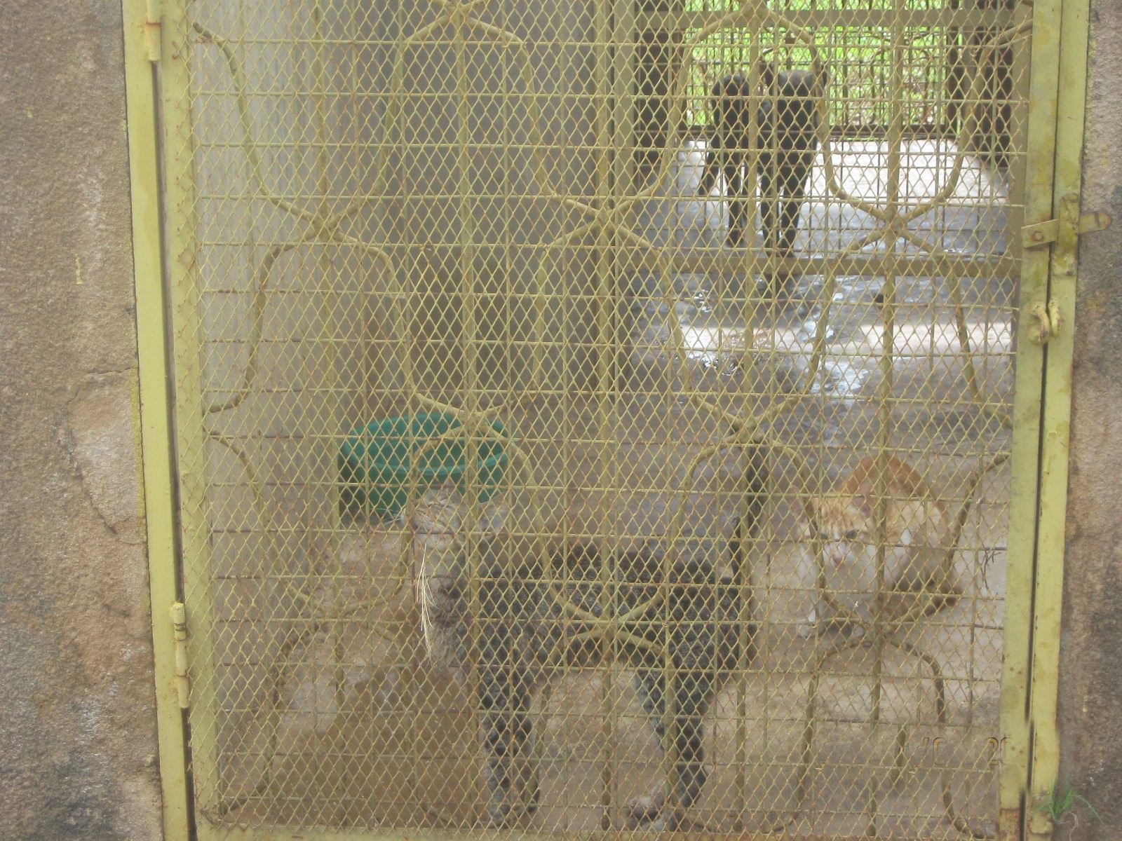 cats were kept in cannels with adequate food and water