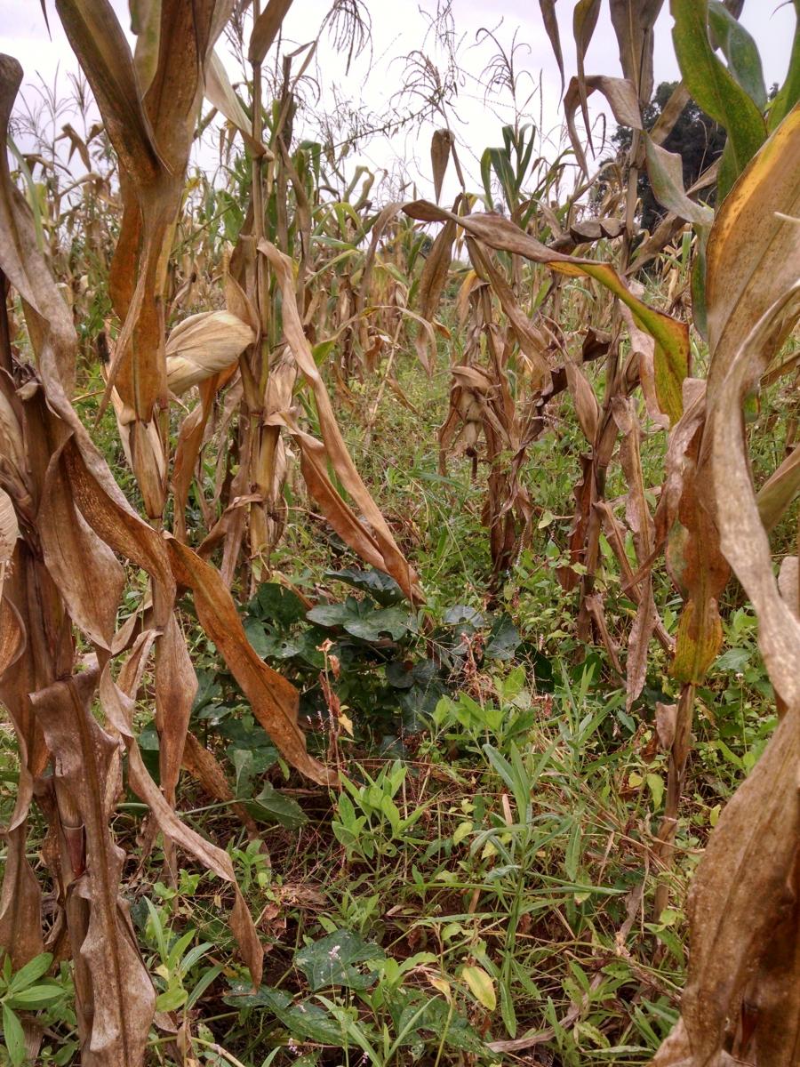 Maize and Legume Intercrop in Morogoro
