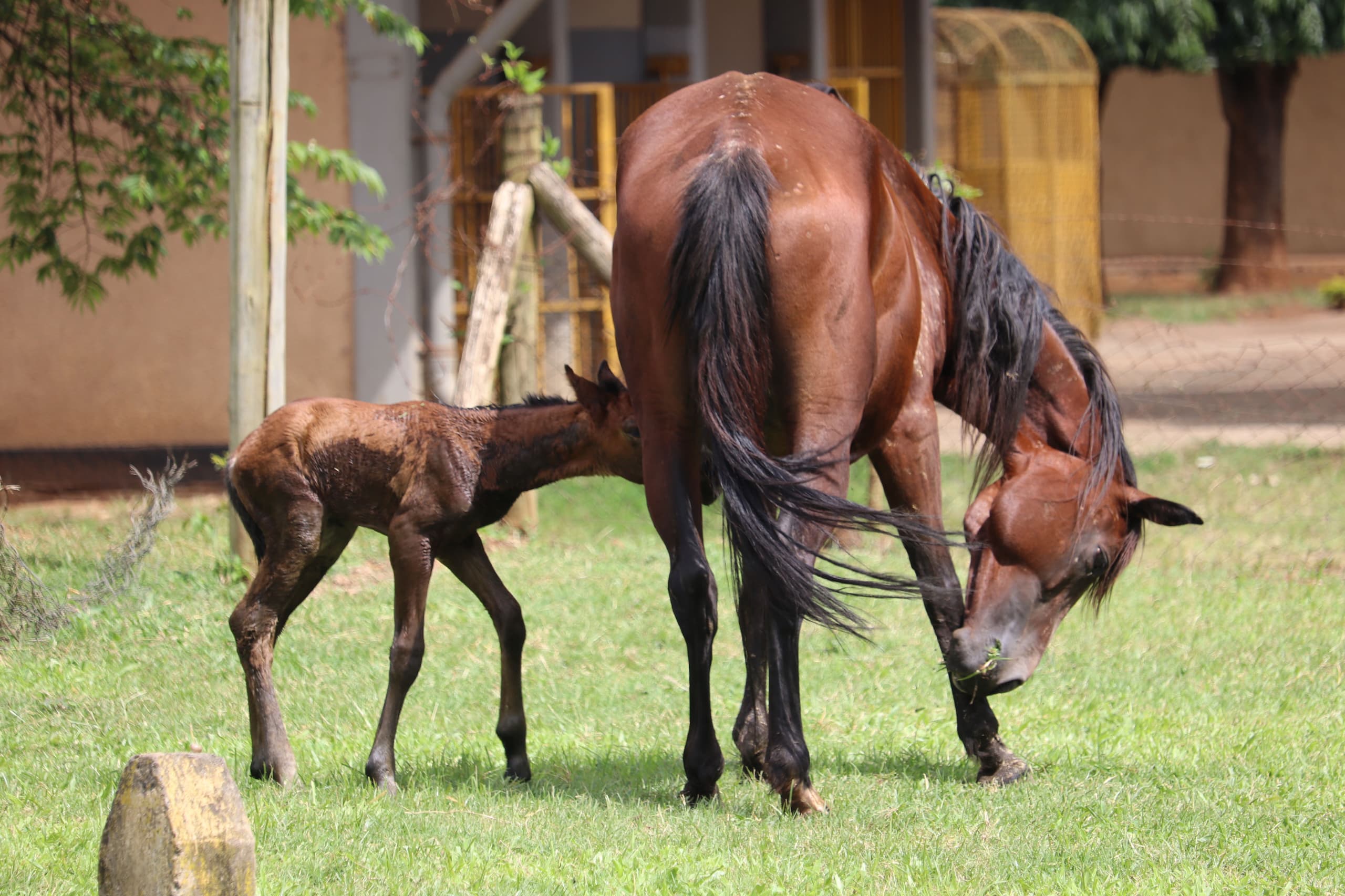 Sokoine University Celebrates Birth of Another Foal Within a Year