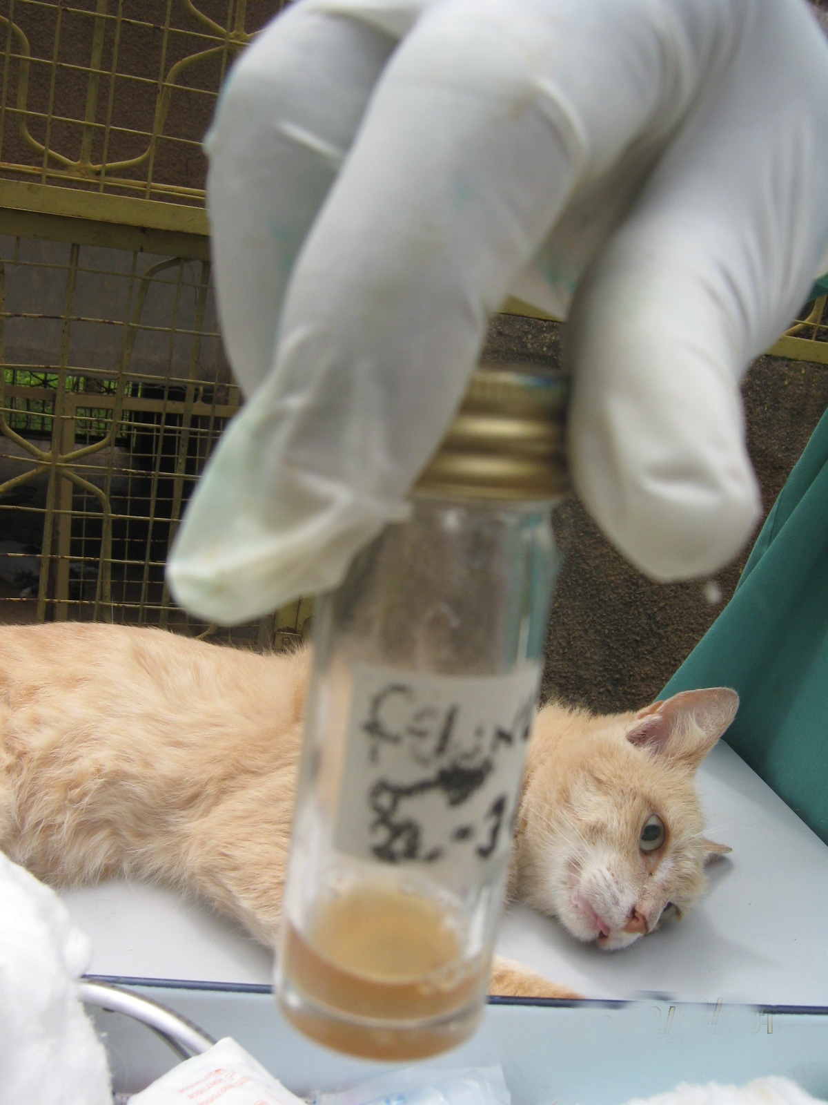 Cat urine transferred into sterile universal bottles and labeled