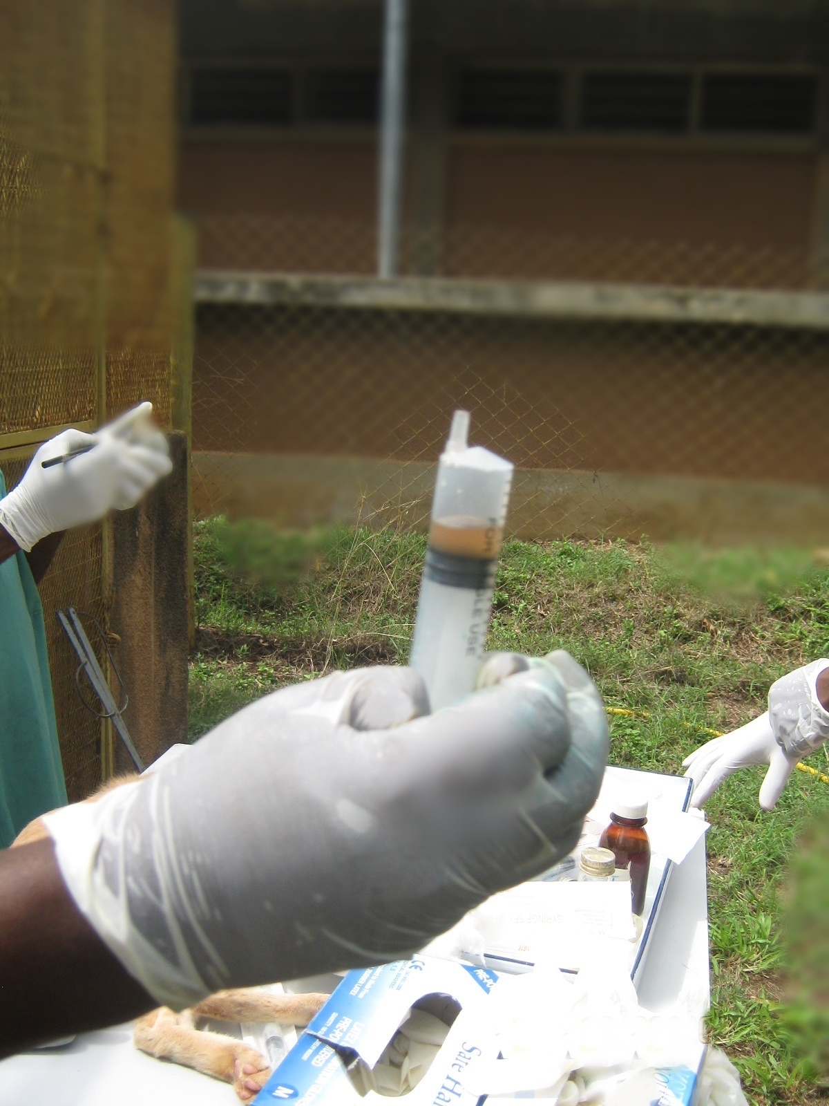 Collected cat urine in a syringe