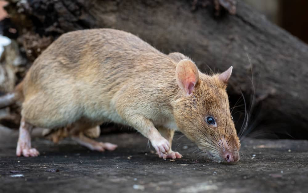 HeroRAT Ronin Breaks Guinness World Record1