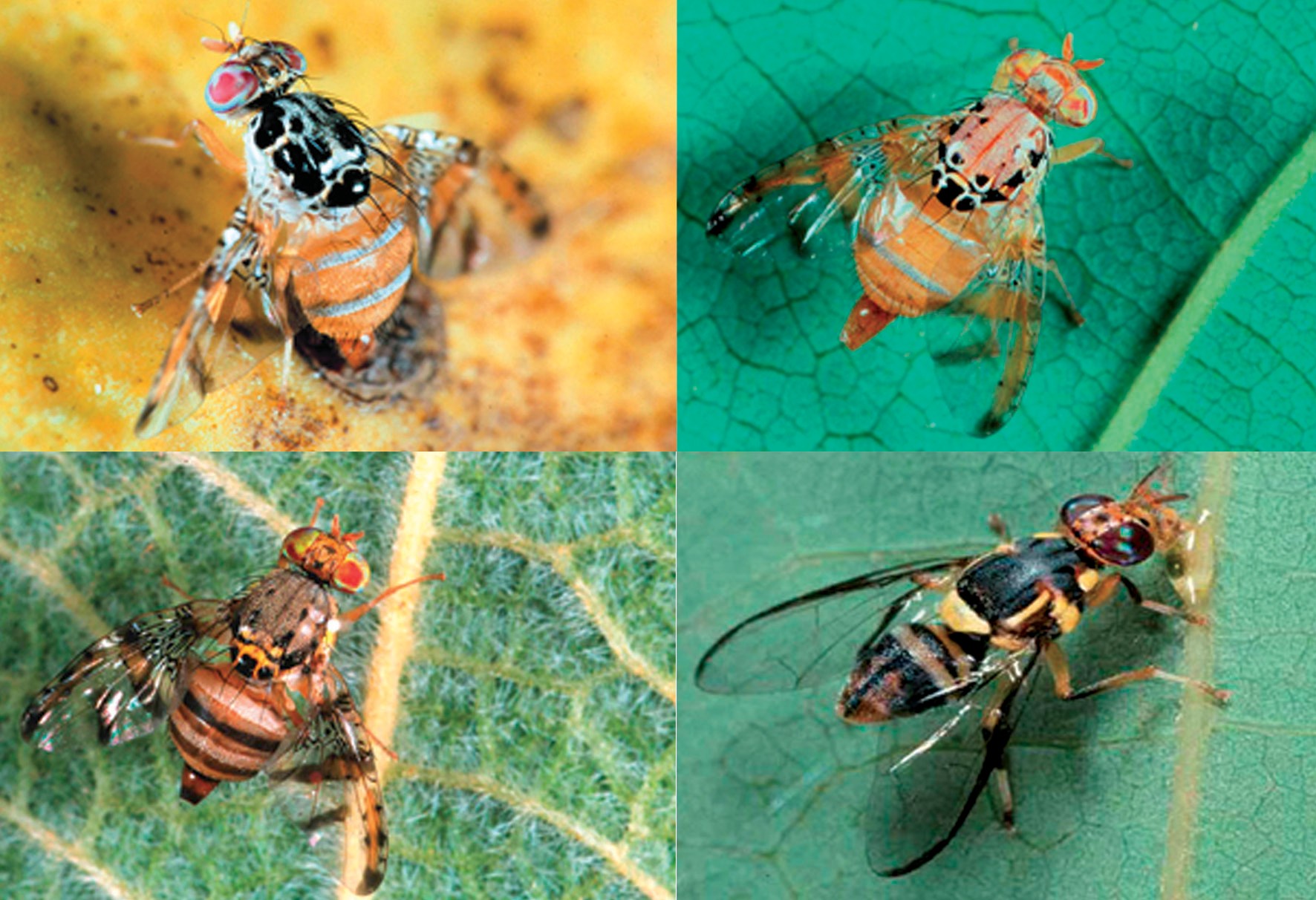 Image 1: Major fruit fly pests in Tanzania (clockwise from top left) B. dorsalis, C. rosa, C. cosyra and C. captata
