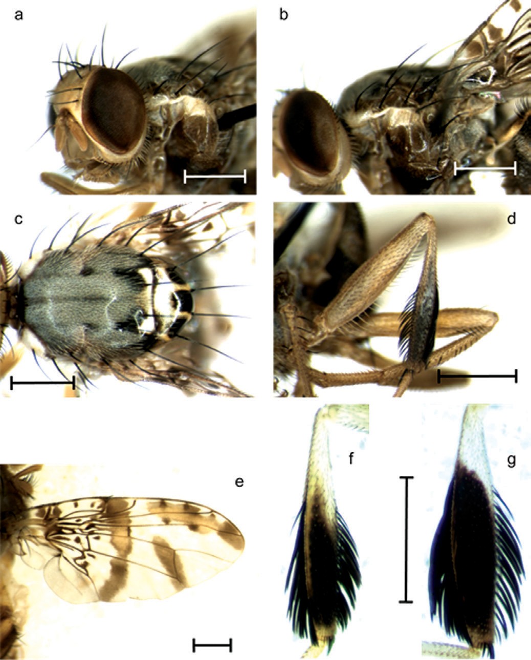 Image 2: Ceratitis qulici showing various parts of the body (source: De Meyer et al., 2016)