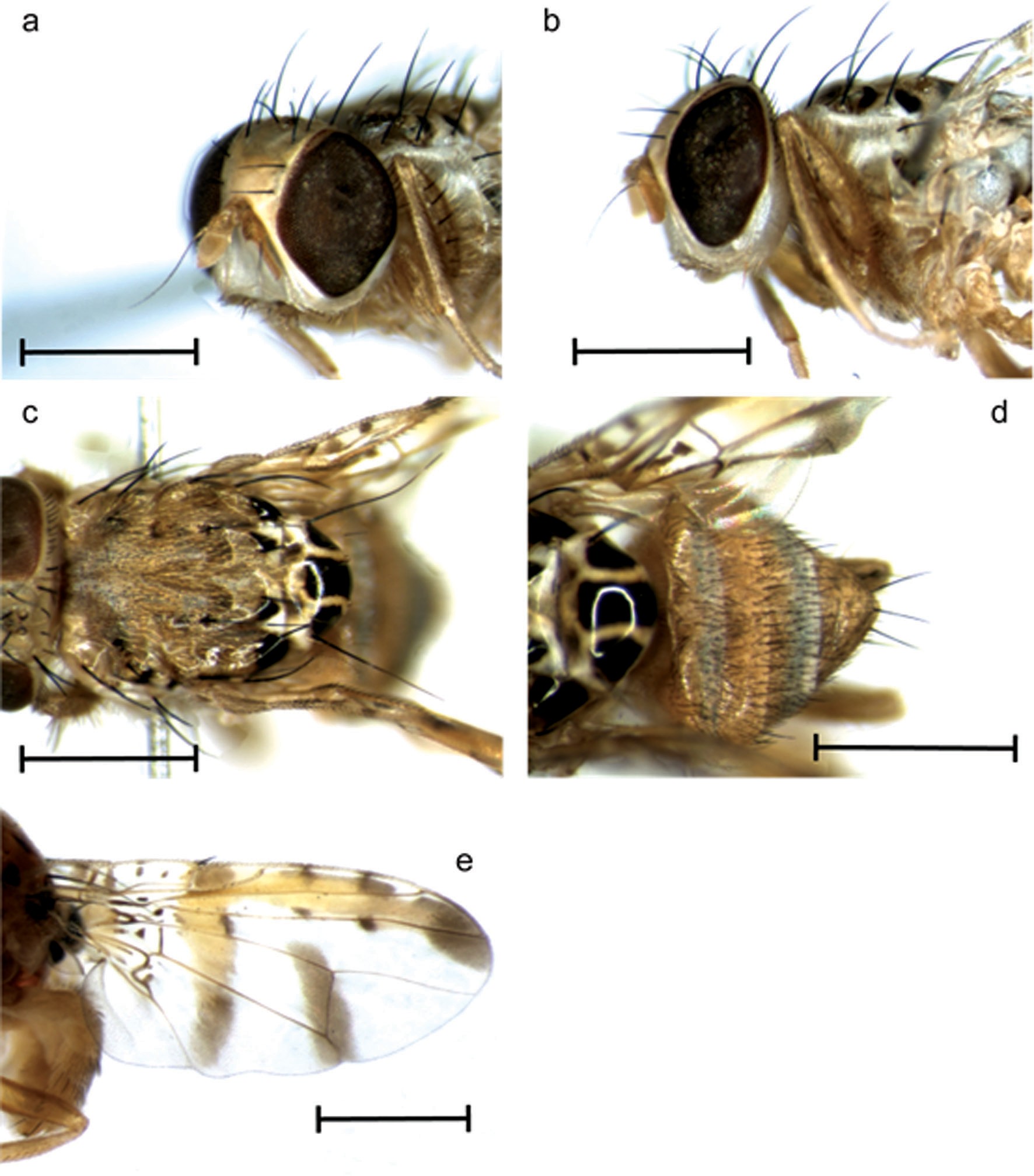 Image 3: Ceratitis pallidula showing various parts of the body (source: De Meyer et al., 2016)