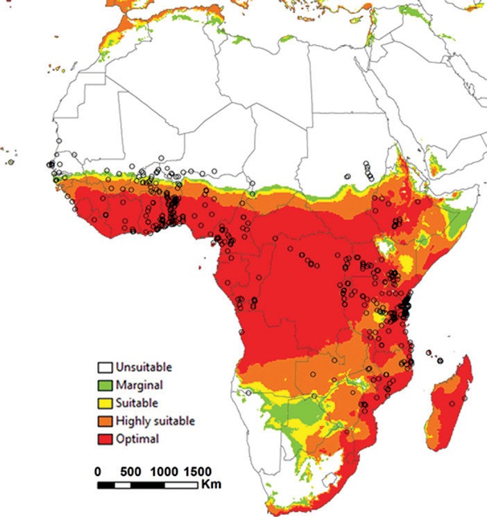 Image 5: Potential distribution of B. dorsalis in Africa (source: De Villiers et al., 2016)