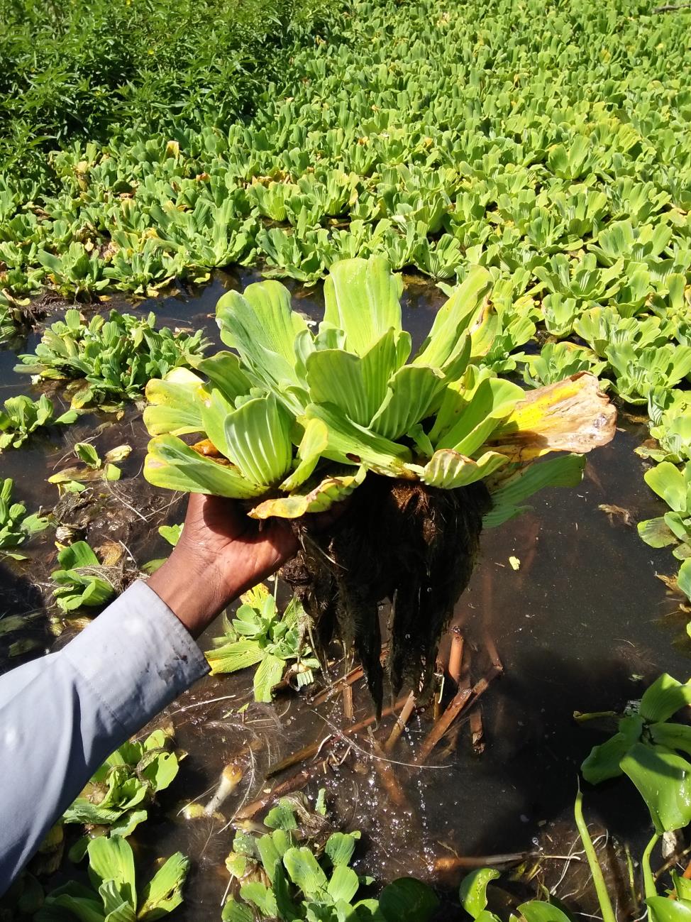 Macrophytes from Lake Victoria