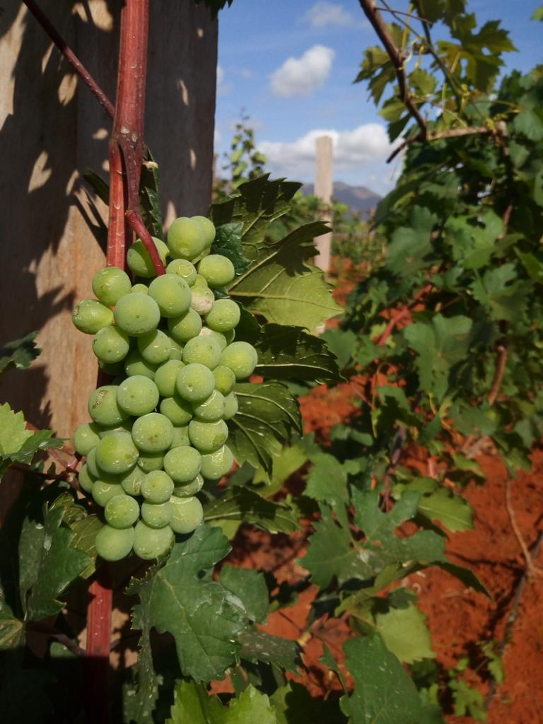 Passion Fruit and Grapes Plots