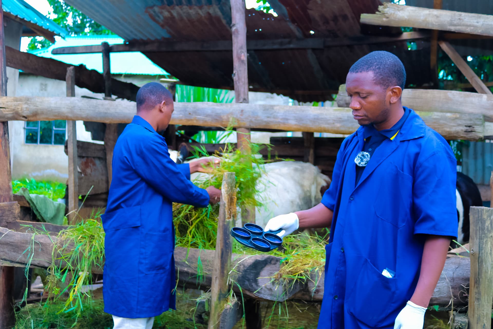 Positive Change for Livestock Health in Arusha!