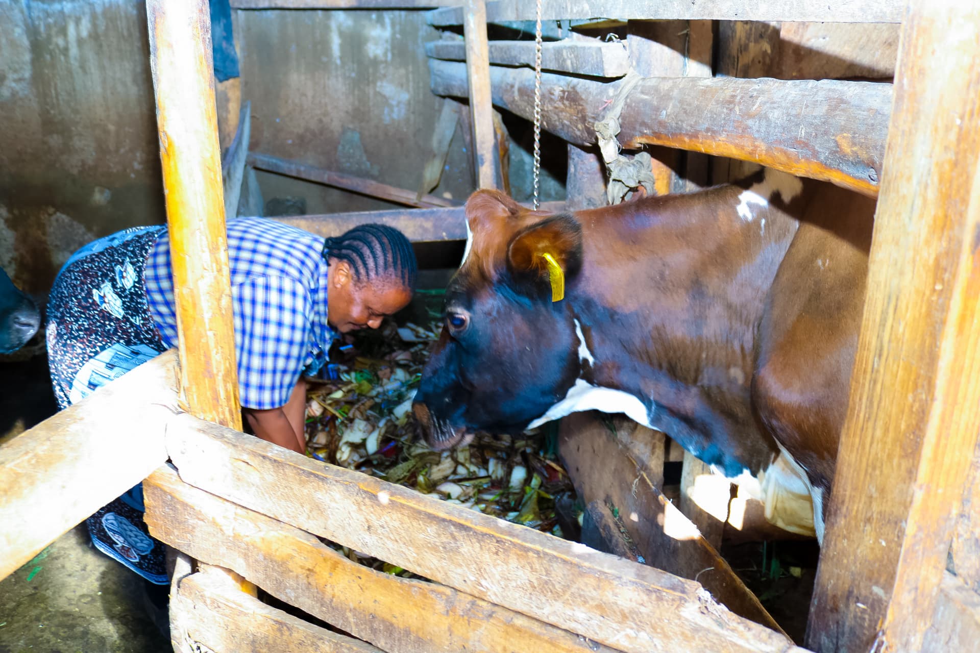 Positive Change for Livestock Health in Arusha!5