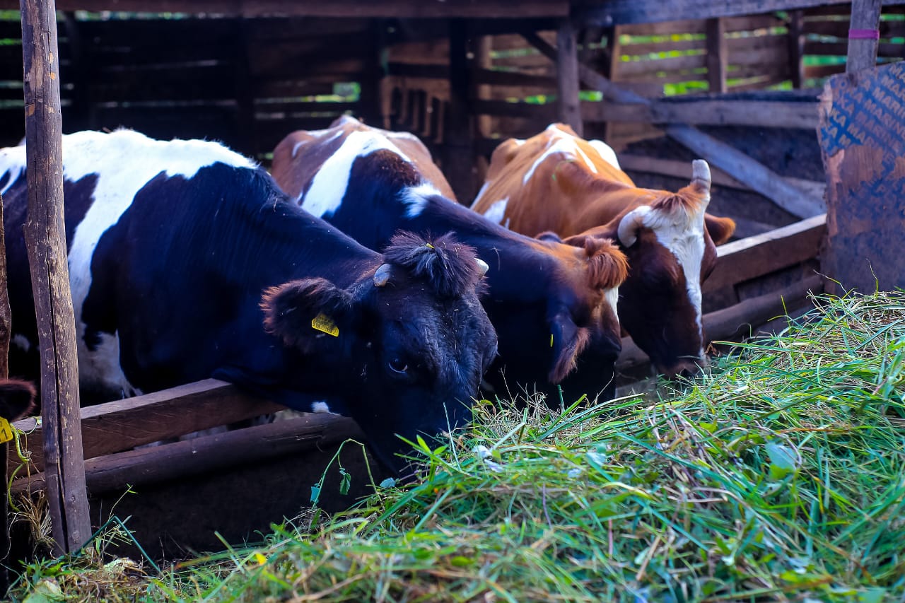 SUA Advances Efforts to Control Mastitis in Dairy Cattle2