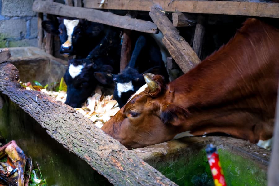 SUA Advances Efforts to Control Mastitis in Dairy Cattle5