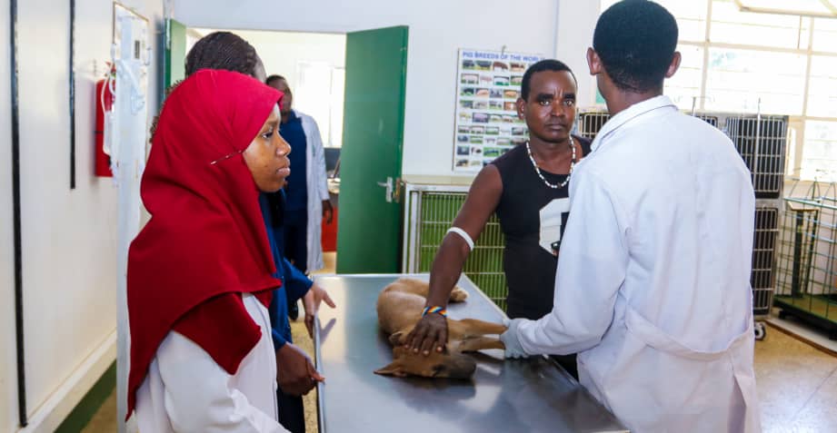 SUA Improves the Livestock Sector through Research on New Mastitis Treatments4