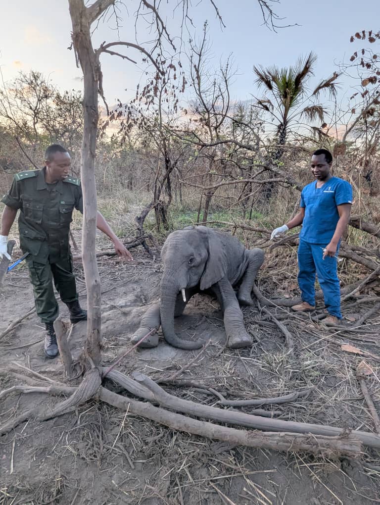SUA Rescues Young Elephant in Kilombero1