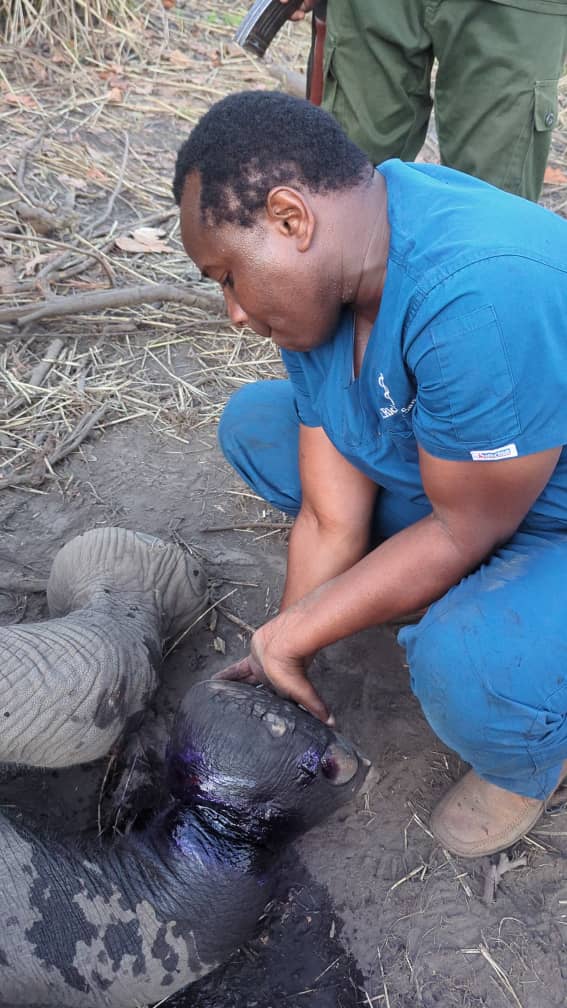 SUA Rescues Young Elephant in Kilombero2