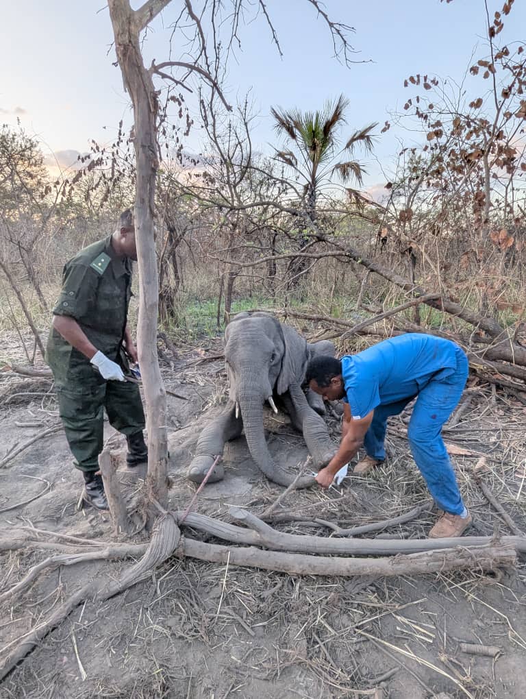 SUA Rescues Young Elephant in Kilombero3