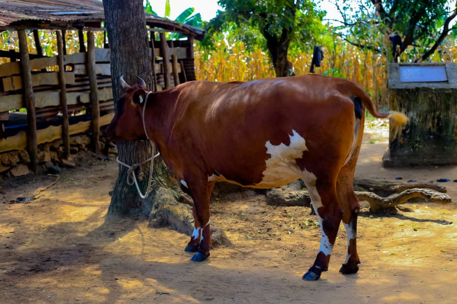 Tanga Livestock Farmers Commend SUA for Livestock Training and Mastitis Treatment Innovation2