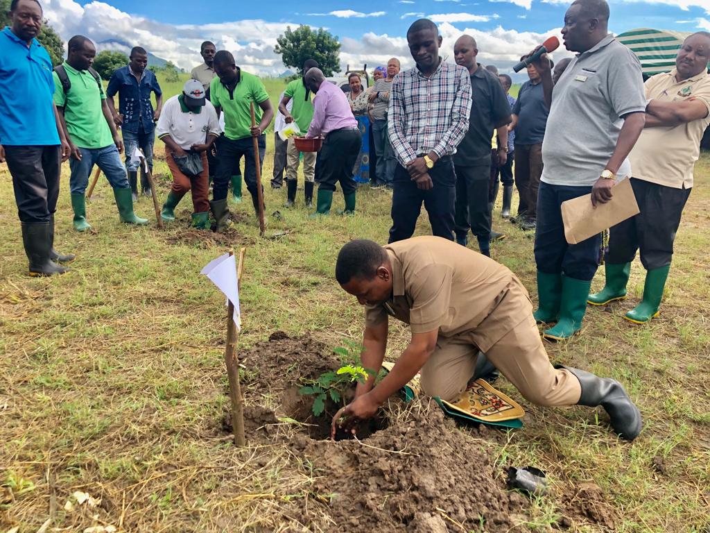 planting tree