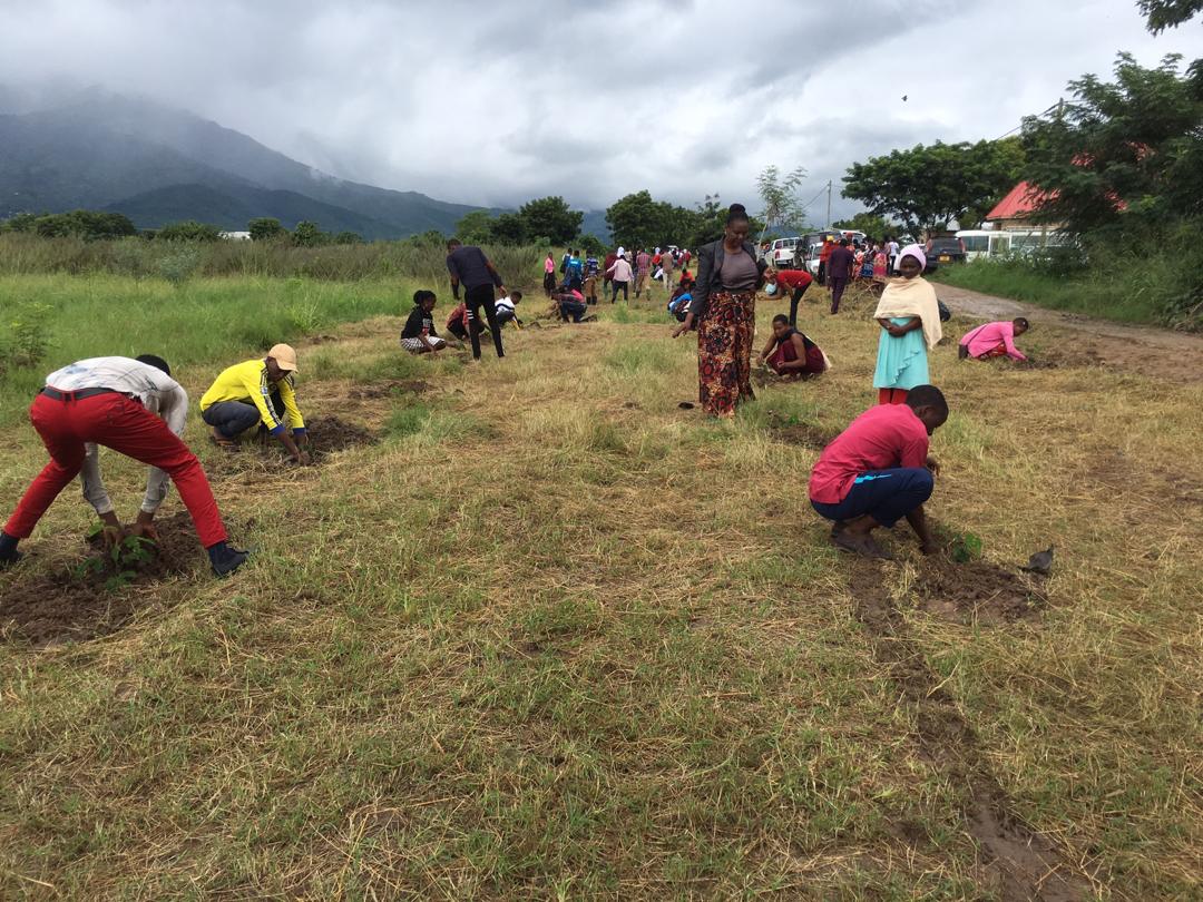 tree planting