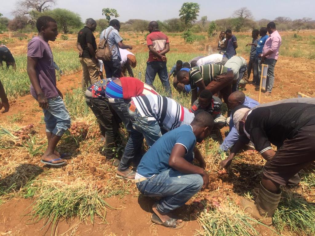 Farmers participating in harvesting onion