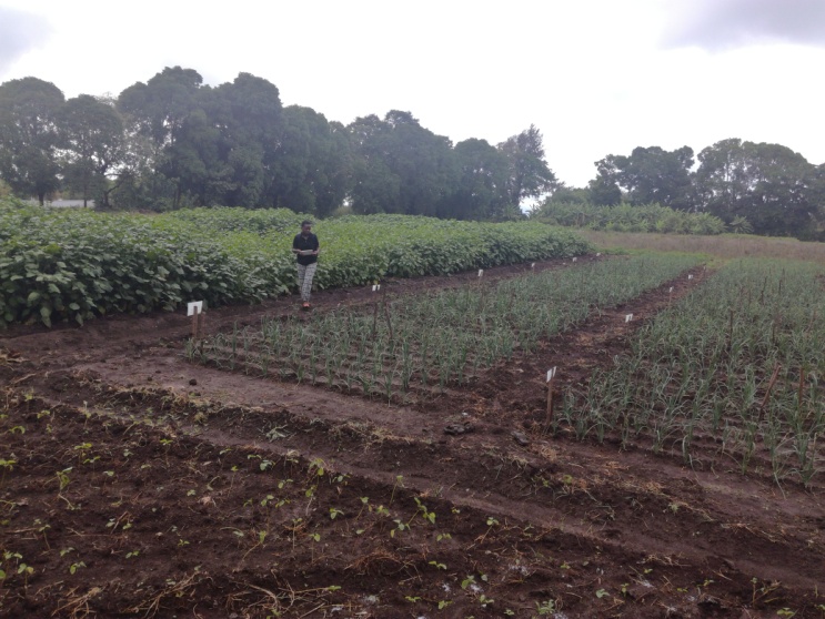 Field trials at Tengeru