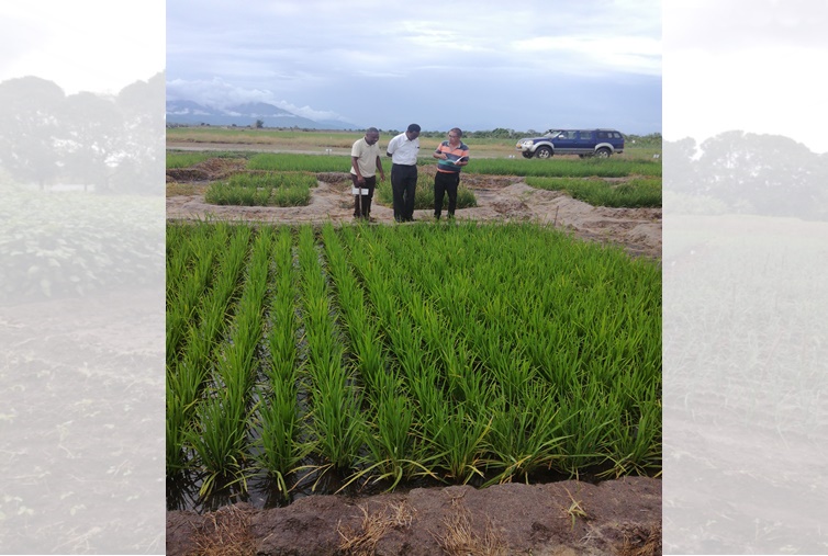 Prof. Msaky from SUA discussing with Msc student and Korean expert on rice growth performance applied biowaste fertilizer at TARI Dakawa