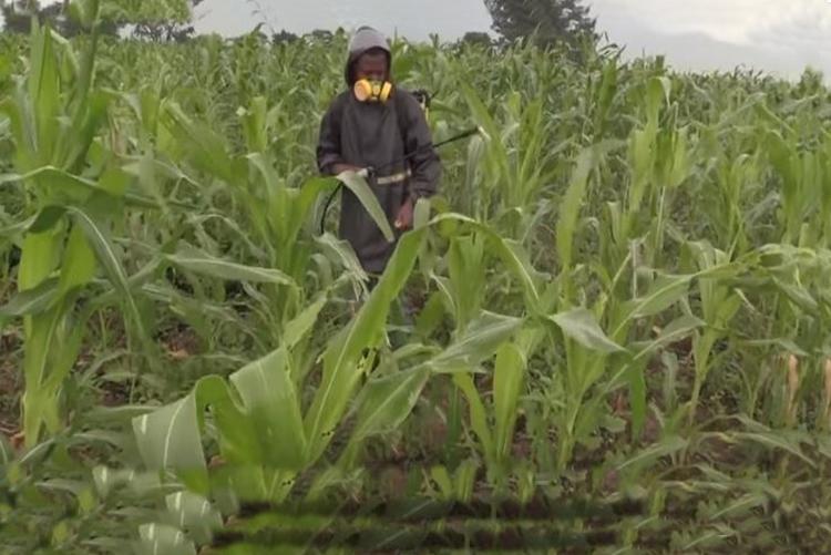 Maize Crops Attacked by fallworms