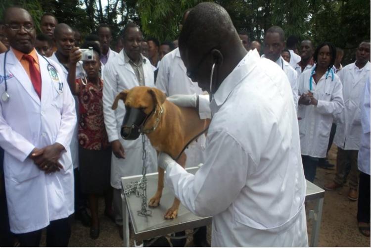 Prof. Raphael Chibunda who is veterinarians and also Vice chancellor of Sokoine University of Agriculture treating a dog at SUA Veterinary Referral Hospital during a world veterinary day