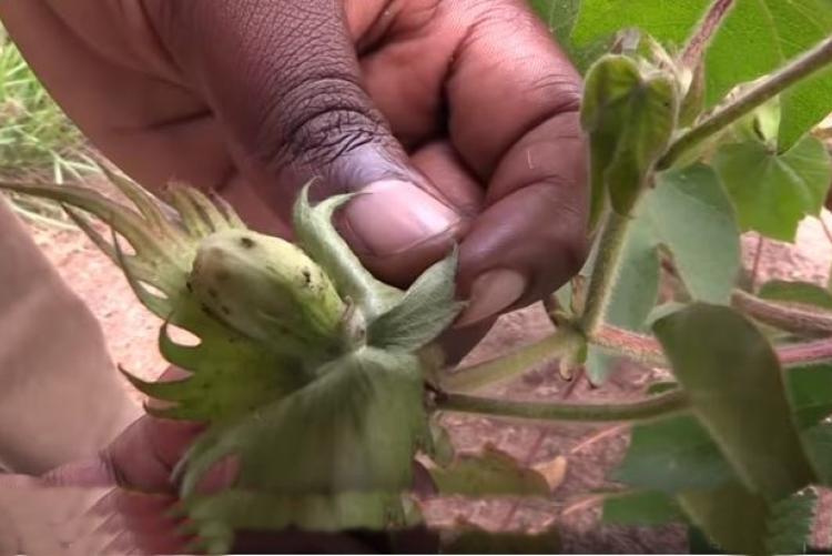 Fear of Unknown: Tanzania Cotton Farmers Paying a Price