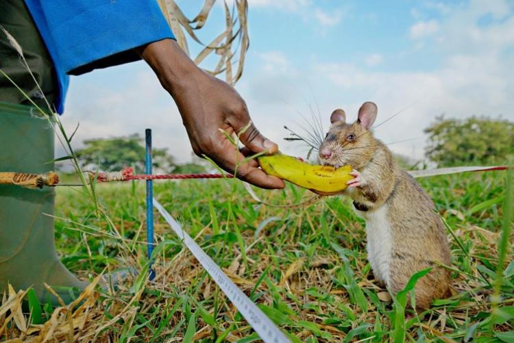 The rats get food rewards as they learn to detect land mines or TB in the lab