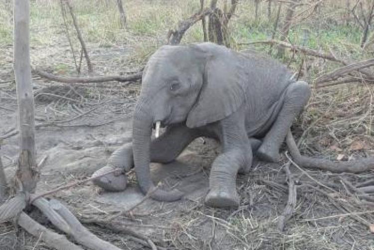 SUA Rescues Young Elephant in Kilombero