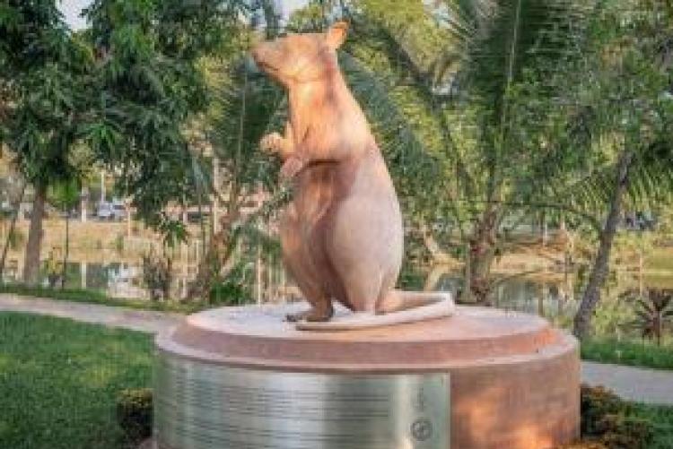 ​​​​​​​SUA Highlights the Legacy Of Magawa, The Life Saving Hero who Left a Global Mark