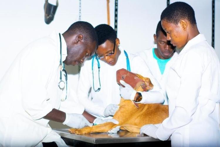 Bachelor of Veterinary Medicine | Sokoine University of Agriculture