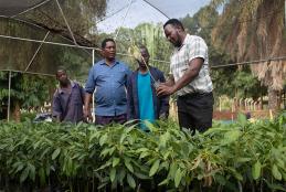  Ukerewe District Council in Mwanza Region to Benefit with SUA's Fruits Seedlings