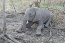 SUA Rescues Young Elephant in Kilombero